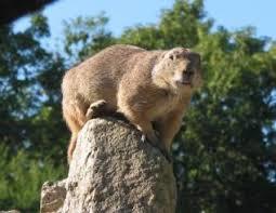 Tiergarten Falkenstein
