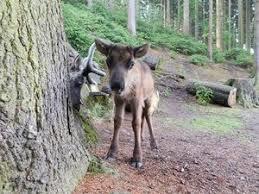 Natur- und Wildpark Waschleithe