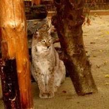 Wildtiergehege am Pöhlberg