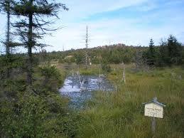 Raseliniste U jezera