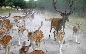 Safariwildrevier am Bärwalder See