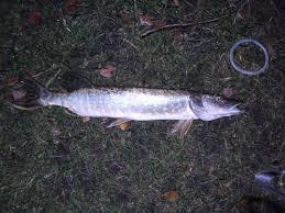 See der Freundschaft